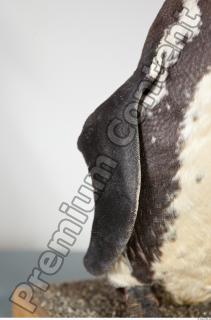 Penguin wing photo reference 0031